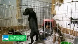 Projeto propõe tornar mais barata ração para animais de estimação - 06/02/2026