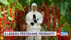 Prima ROK: Skleník Mutěnice: S láskou pěstované produkty Prima ROK: Skleník Mutěnice: S láskou pěstované produkty