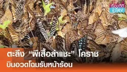 "ผีเสื้อลำแชะ"บินอวดโฉมรับซัมเมอร์ ทั่วป่าโคราช| เรื่องดีดีทั่วไทย | 8-3-6