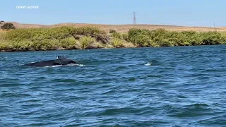 VIDEO: Humpback whale spotted in Sacramento River near Rio Vista