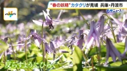 “春の妖精”カタクリの花が見頃を迎える 花びらを反らすように開く可憐な花 兵庫・丹波市(2026年4月6日) “春の妖精”カタクリの花が見頃を迎える 花びらを反らすように開く可憐な花 兵庫・丹波市(2026年4月6日)