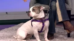 Energetic bulldog-mix needs a forever home