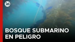 🚨 MEXICO PROTECTS ITS UNDERWATER FOREST | Scientists and fishermen face the threat of El Niño