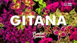 GITANA - Plantas y Jardines en Teleamiga