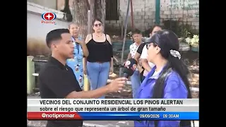 Los Pinos residents warn of danger posed by a large tree