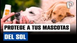 Ola de calor en Lima: ¿Tu mascota necesita bloqueador solar? Ola de calor en Lima: ¿Tu mascota necesita bloqueador solar?