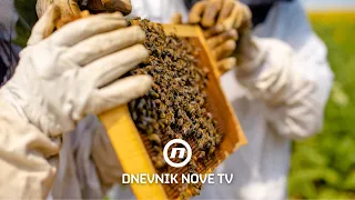 Ni najstariji pčelari ne pamte ovakvu sušu: pčele sve teže dolaze do hrane | Dnevnik Nove TV