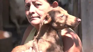 Rabies Prevention