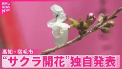 【“サクラ開花”】高知・宿毛市で独自発表  去年に比べて7日早く