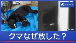 Released Bear Appears Again: Why Was It Released? The Reason From "20 Years Ago" [Super J Channel...