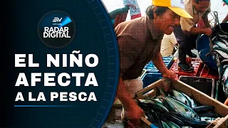 Ecuador Facing El Niño: Fishing Industry Warns of 90,000-Ton Tuna Deficit | Digital Radar
