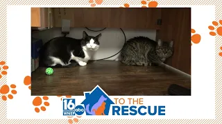 16 To The Rescue: Gomez and Morticia