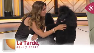 The afternoon, here and now | A giant poodle from Torremolinos is crowned world champion