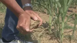 Crisi climatica. Allarme degli agricoltori pugliesi: “A rischio le coltivazioni”