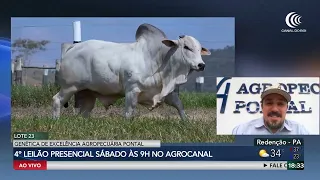 Agropecuária Pontal offers 250 bulls and 1,000 feeder cattle on Canal do Boi