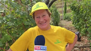 Hail and wind, assessing the damage in Ligurian fields: harvest destroyed in Campo di Nè