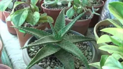 Venta de cactus y suculentas Venta de cactus y suculentas