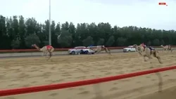 الشوط الرئيسي الرابع (مسائي) | مهرجان المرموم التراثي لسباقات الهجن | 31-03-2026