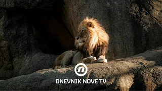 Lav usmrtio lavicu u Zagrebu: stručnjaci će utvrditi što je bio okidač | Dnevnik Nove TV