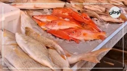 Boom in the El-Tor Fish Market Following the Return of Fishing Season After a 5-Month Hiatus