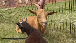 Georgia College and State University brings petting zoo to campus