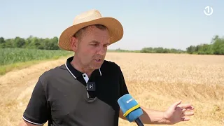 Žetva u punom jeku: Dobar rod, neizvjesna cijena pšenice