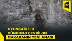 Zooparkda duyğusal anlar: qoruyucu meymun Pançı qucaqladı