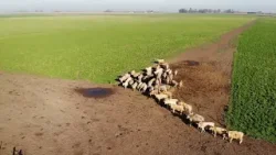 Marcos Juárez: Beneficios de una ganadería saludable. Más detalles