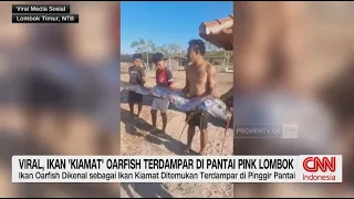 Viral, Ikan 'Kiamat; Oarfish Terdampar di Pantai Pink Lombok
