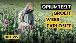 Opiumteelt in Afghanistan verviervoudigd ondanks drugsverbod van Taliban