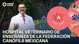 A + A - Veterinary Teaching Hospital of the Mexican Kennel Federation (29/08/2026)