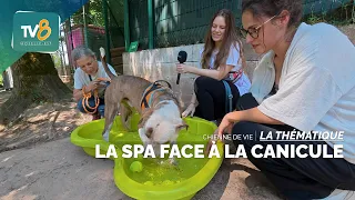 Chienne de vie - La Spa face à la canicule