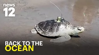 Watch: Endangered sea turtle named Pancake returns to the ocean in Coney Island
