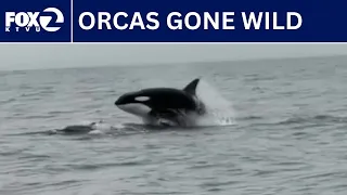 Orcas seen on the hunt in Monterey Bay | KTVU