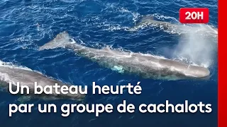 "A dull thud": Sperm whales sink a sailboat in the South Pacific