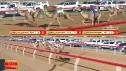 الأصايل | مهرجان صاحب السمو الشيخ محمد بن زايد آل نهيان للهجن - اليوم الأول