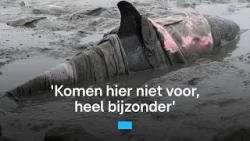 Deze dolfijn spoelde aan in Friesland | RTL Nieuws