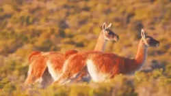 Torres del Paine: Tres turistas japoneses deberán pagar $30 millones tras encender fogata