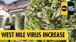 Mosquito activity in Maricopa County: What you should know