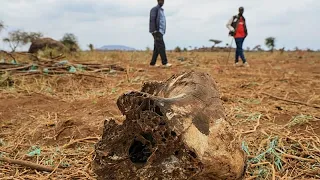 Kenya: Four arrested after mysterious death of 18 elephants in Amboseli