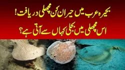 Electric Fish Discovered in the Arabian Sea | Nawaiwaqt |