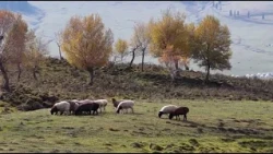 🍁🏞Золотая осень в Синьцзяне: тысячи овец на фоне заснеженных гор