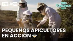 Mini apicultores: el taller que enseña a cuidar a las abejas | Más conectados