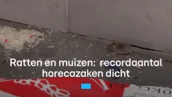 Vieze restaurants: muizen tussen de rijst en vloeren bezaaid met keutels | RTL Nieuws