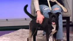 Sweet cattle-dog mix needs a forever home