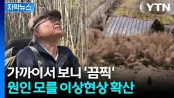 [자막뉴스] 새까맣게 줄줄이 고사...주민들도 놀란 기현상 / YTN