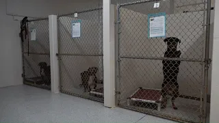 Monroe County animal shelter reopens