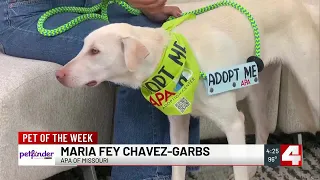 Iceman is looking for a forever home!