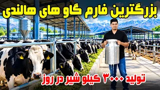 Afghanistan’s Largest Dutch Cattle Farm / بزرگ‌ترین فارم گاوهای هالندی؛ تولید ۳ هزار کیلو شیر در روز