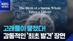 새끼 출산 돕기 위해…암컷 향유고래들의 협력 순간 “첫 포착” [잇슈 SNS] / KBS  2026.04.01.